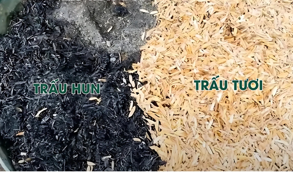 Trấu hun vs trấu tươi