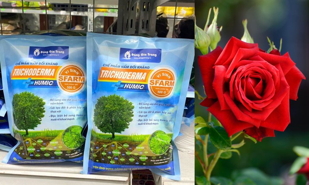Trichoderma Plus Humic SFARM tưới gốc hoa hồng
