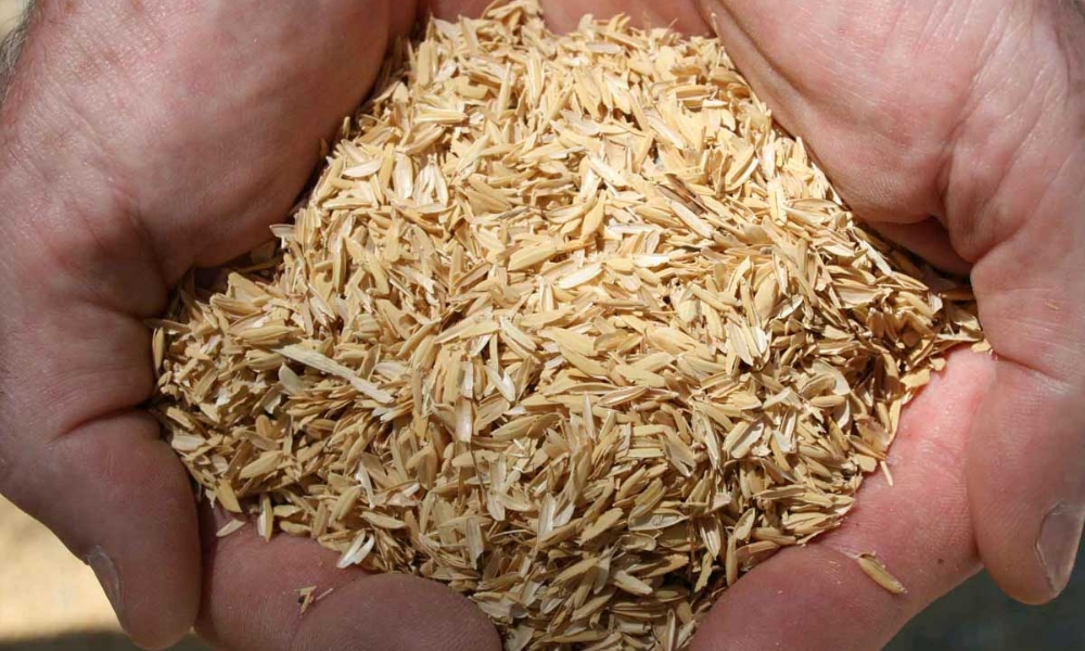 Vỏ trấu