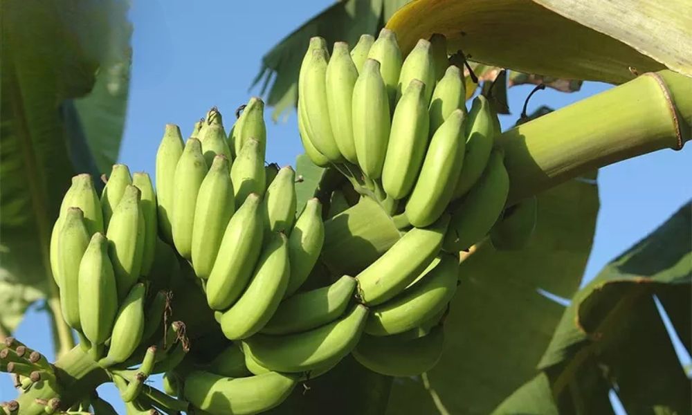 Thu hoạch khi quả chín 85-90%