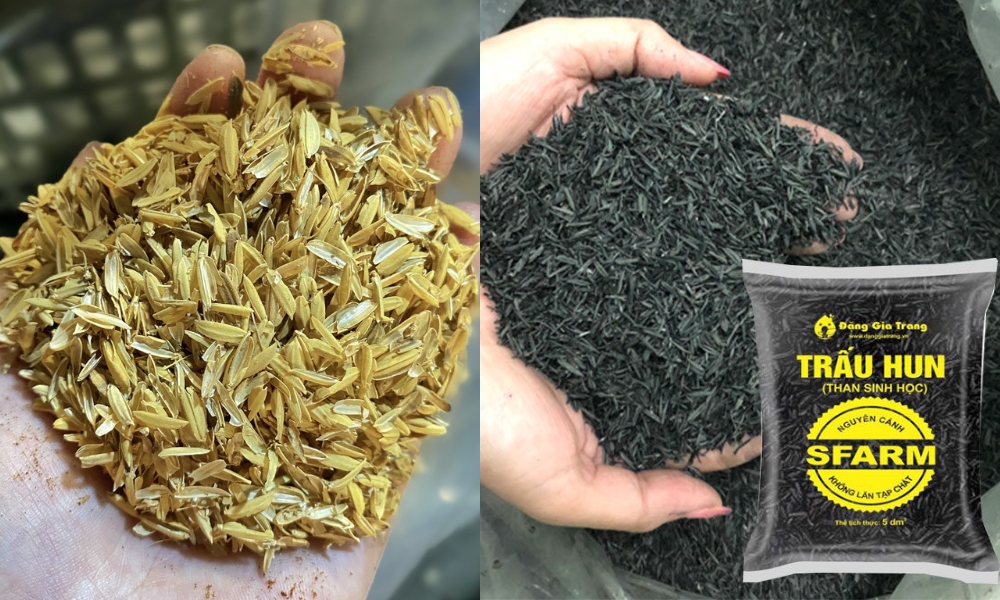 Trấu sống và trấu hun SFARM