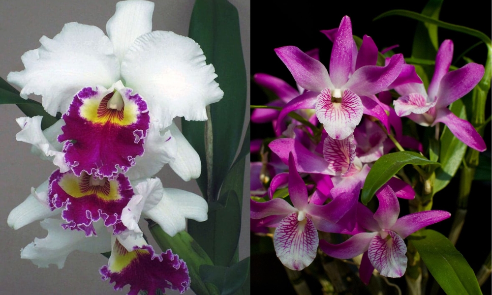 Trồng lan Cattleya và lan Dendro bằng vỏ trấu
