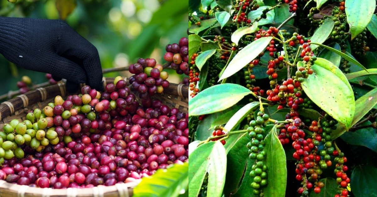 Thu hoạch và bảo quản cà phê, hồ tiêu