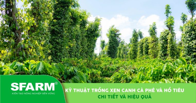 Kỹ thuật trồng xen canh cà phê và hồ tiêu chi tiết, hiệu quả