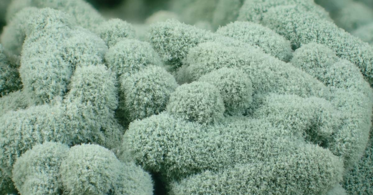 Tưới nấm Trichoderma cho hoa hồng để phòng bệnh