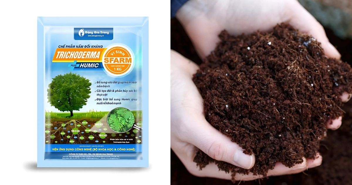 Trộn Trichoderma với phân hữu cơ để tăng hiệu quả
