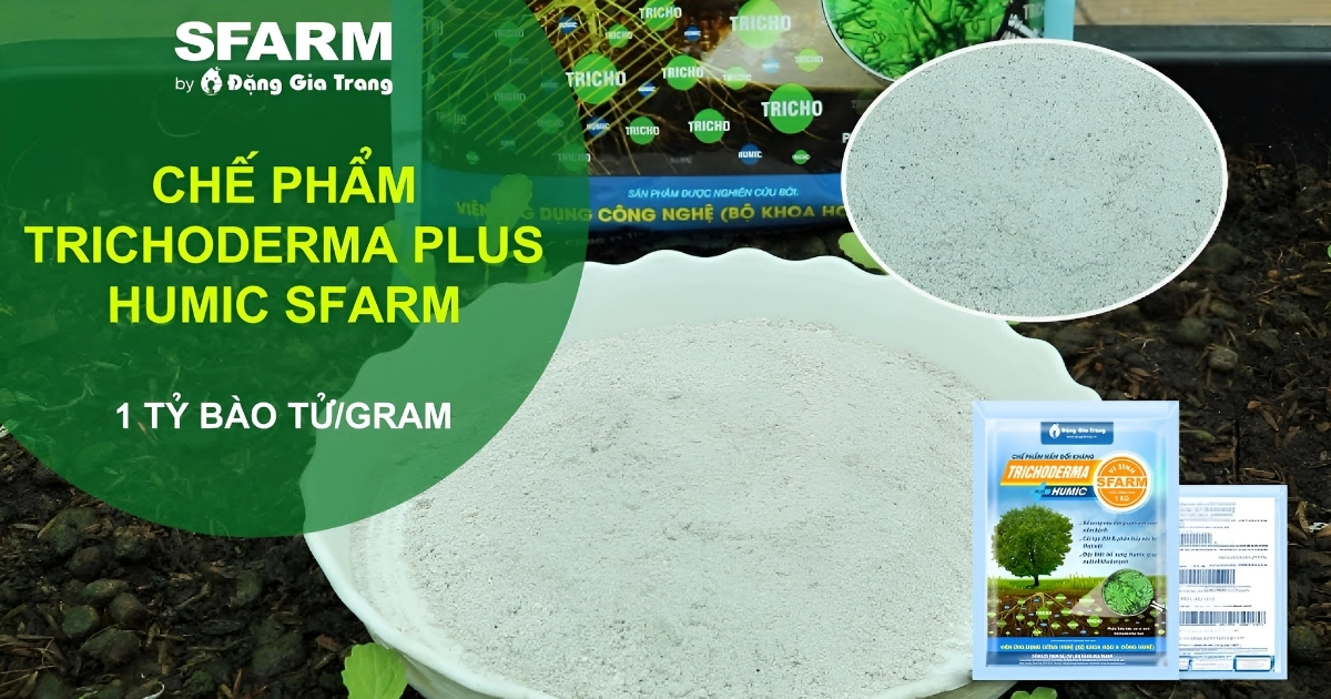 Trichoderma giúp phòng nấm, kích thích cây và cân bằng vi sinh vật