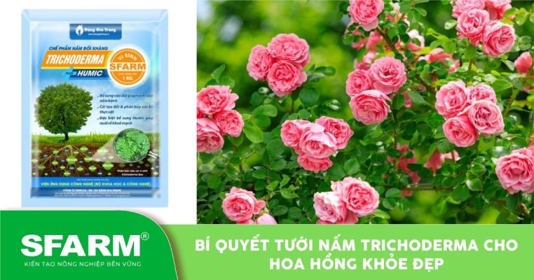 Nấm Trichoderma – hỗ trợ tưới cho hoa hồng giúp rễ khỏe, đất tơi xốp và hạn chế nấm bệnh.