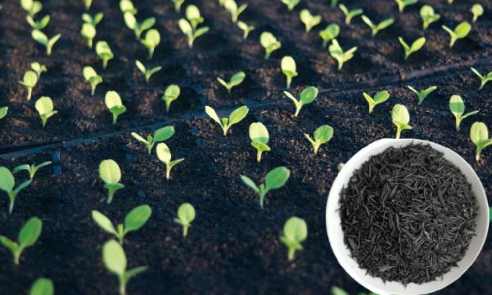 Trấu hun được ứng dụng trong trồng thực vật