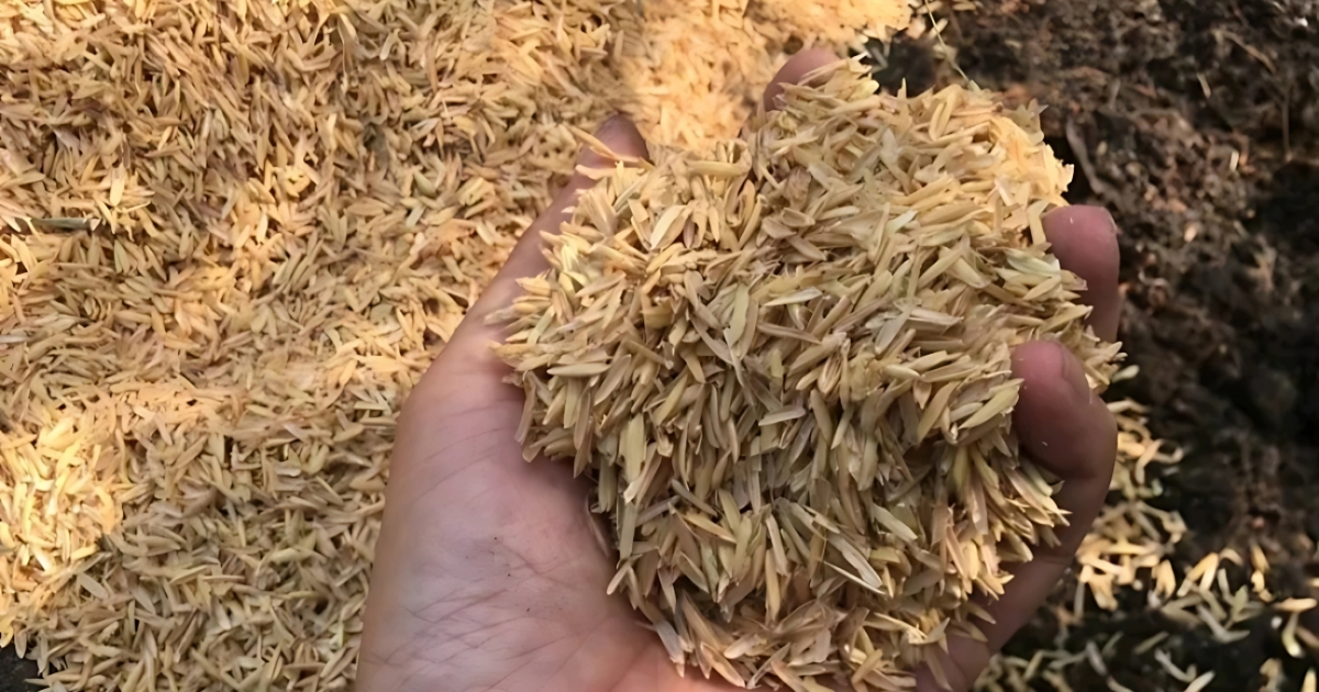 Vỏ trấu có nhiều ưu điểm trong đời sống