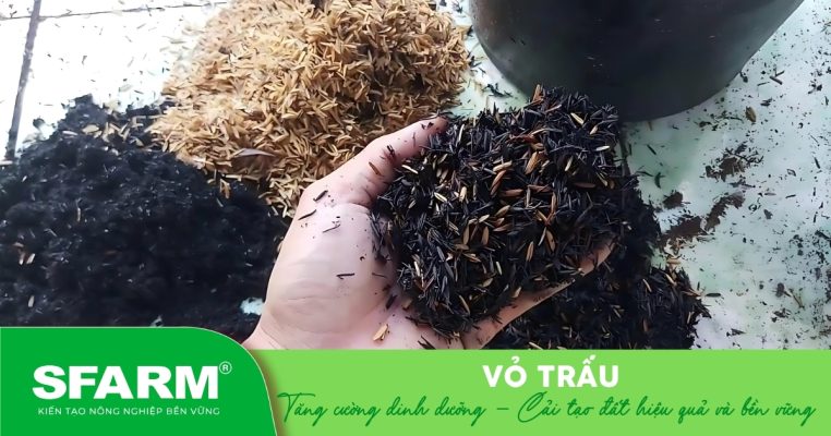 Vỏ trấu dùng cải tạo đất, giúp đất tơi xốp và giàu dinh dưỡng.