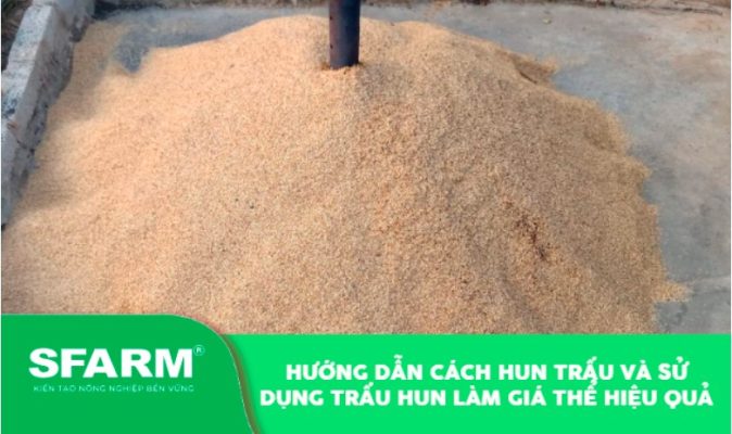 Hướng dẫn cách hun trấu và sử dụng trấu hun làm giá thể hiệu quả