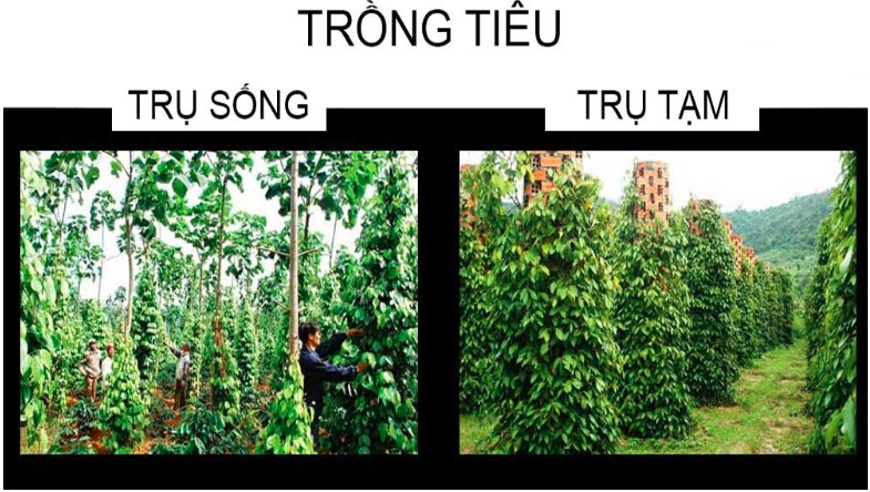 cay-tru-tieu-0637-1