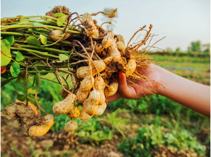 độ ẩm đất trồng đậu phộng
