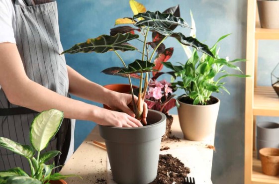 Cách trộn đất trồng cây trong chậu đơn giản và hiệu quả