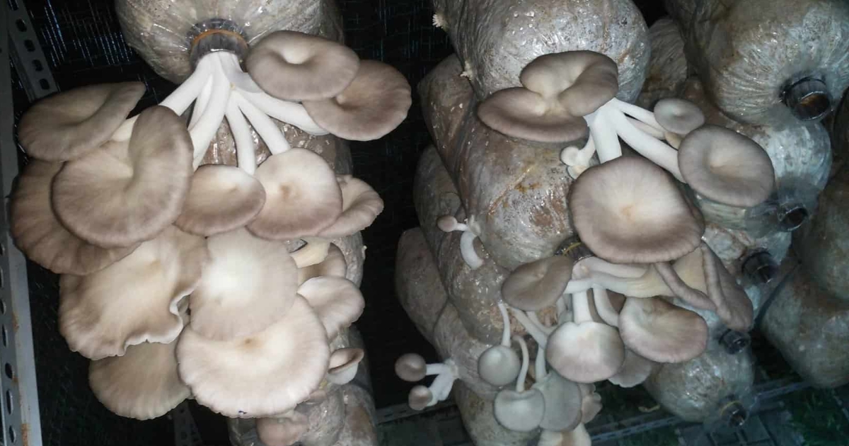 Chăm sóc và cách phòng bệnh cho nấm sò 