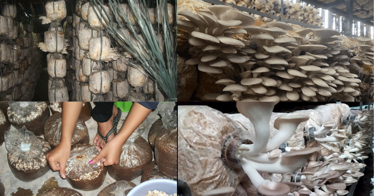 Các bước trồng nấm sò trên trấu đơn giản