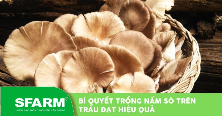 Bi quyet trong nam so tren trau dat hieu qua thumb