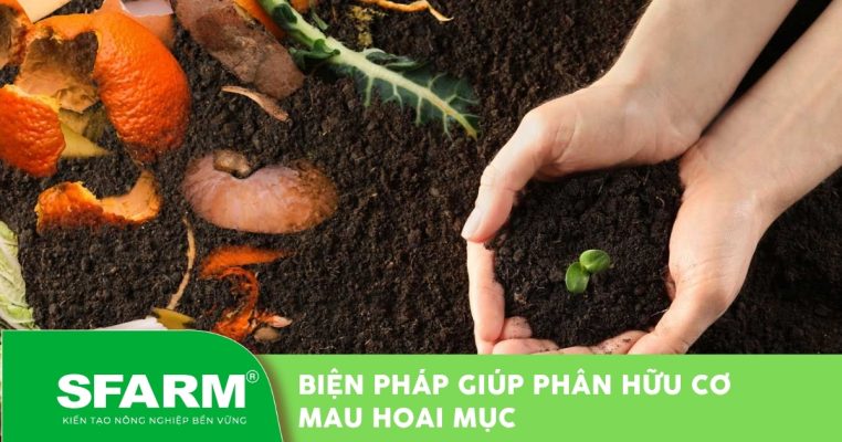 5 biện pháp giúp phân hữu cơ mau hoai mục, ít mùi