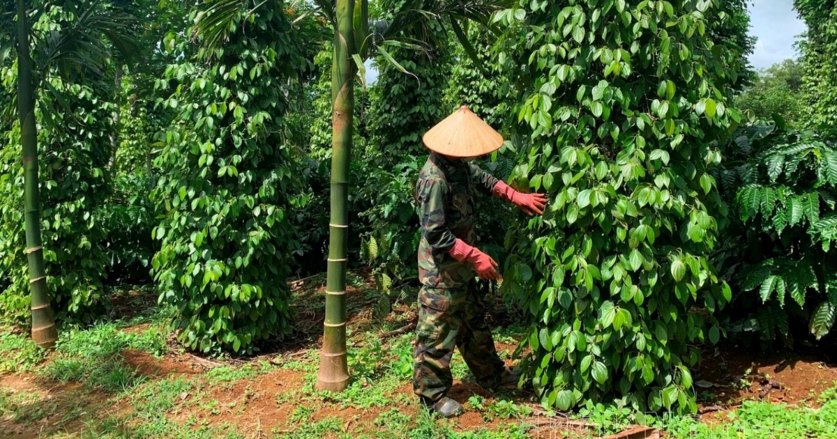 Những thắc mắc về cách chăm sóc cây tiêu sau khi thu hoạch