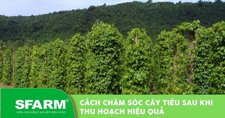 Cách chăm sóc cây tiêu sau khi thu hoạch hiệu quả