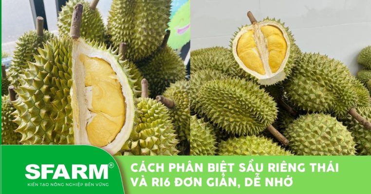 cách phân biệt sầu riêng thái và ri6 đơn giản và dễ nhớ