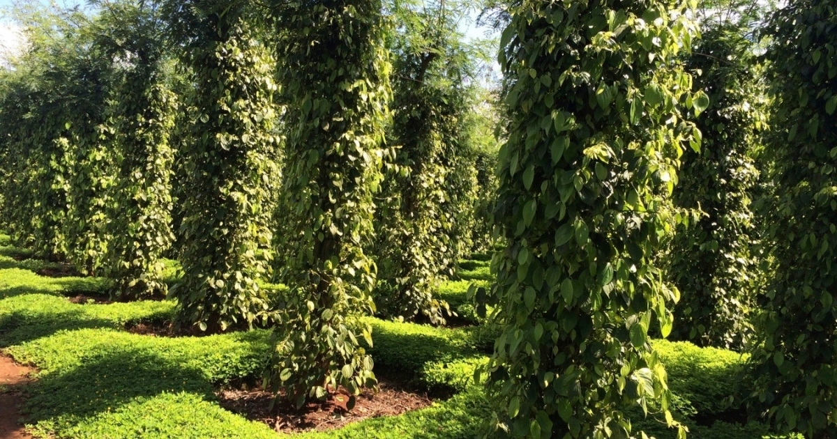Vườn cây hồ tiêu ở Tây Nguyên