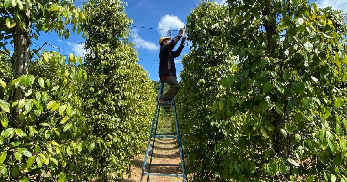 Những câu hỏi về cây hồ tiêu được trồng chủ yếu ở vùng nào?