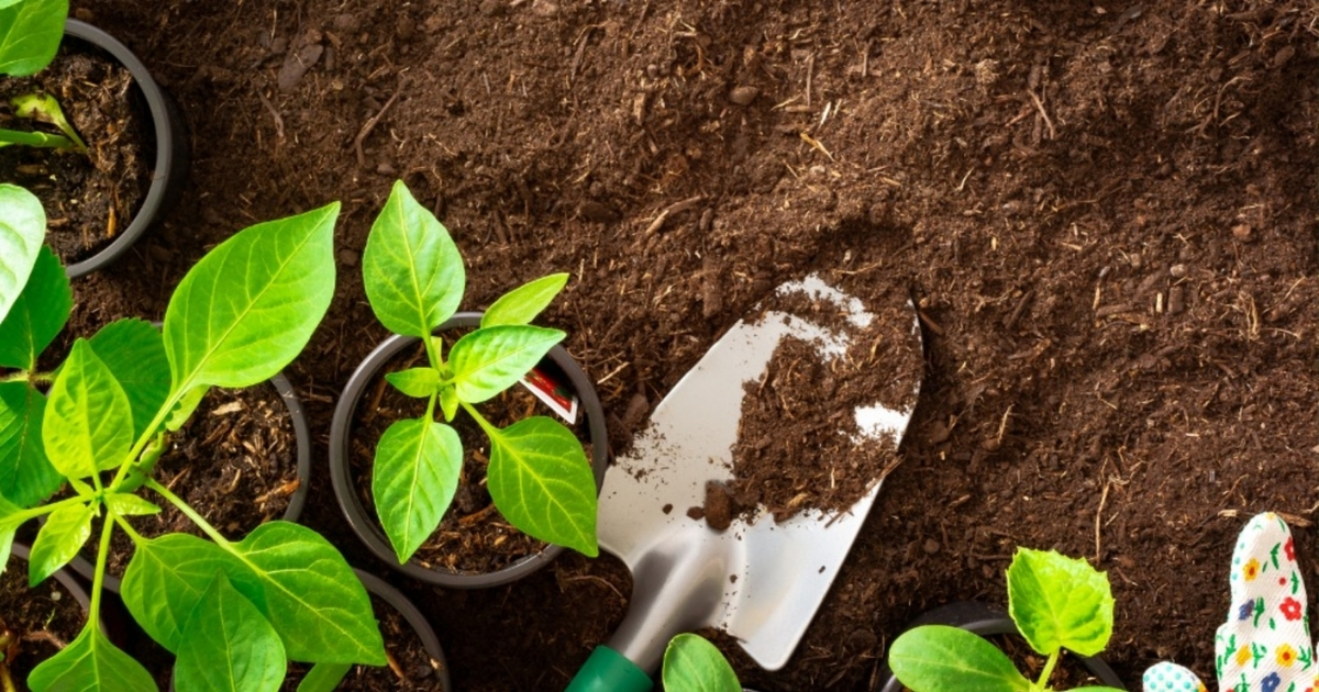 Hướng dẫn tỷ lệ trộn phân bò với đất
