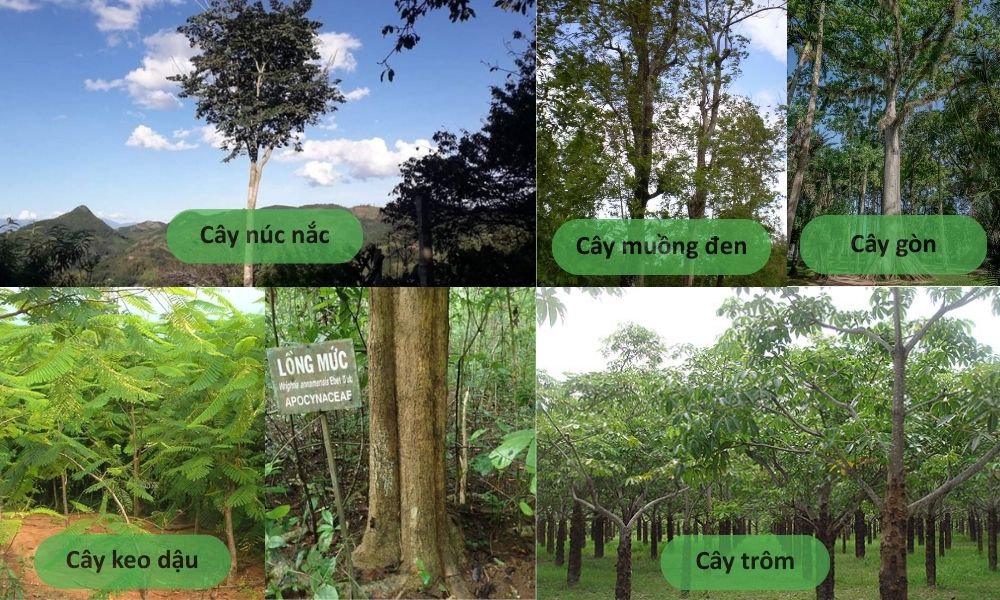 cay-tru-tieu-0637-3