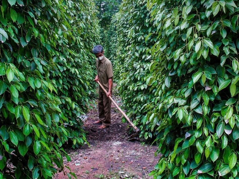 trồng tiêu trên cây cau