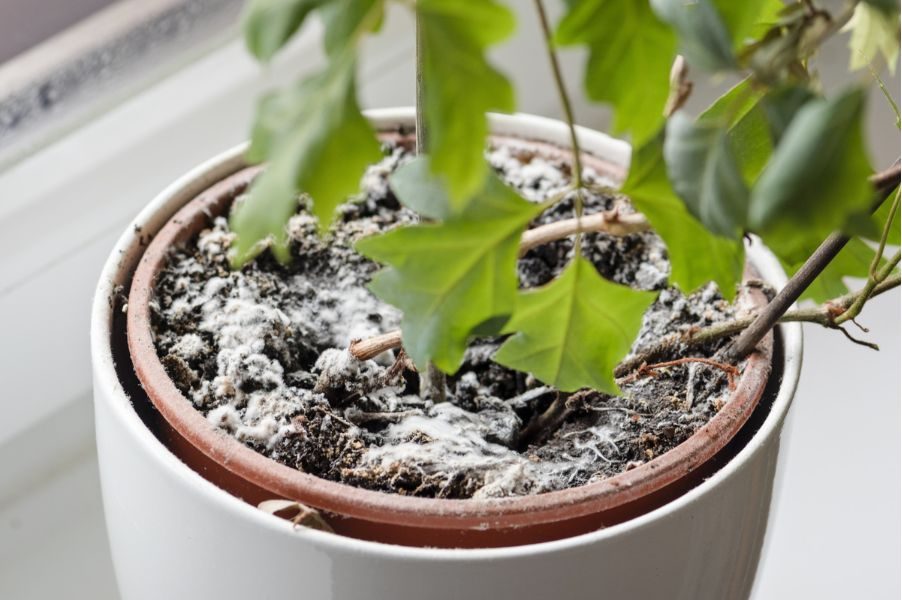 Đất trồng cây bị mốc: Nguyên nhân, tác hại và cách xử lý hiệu quả