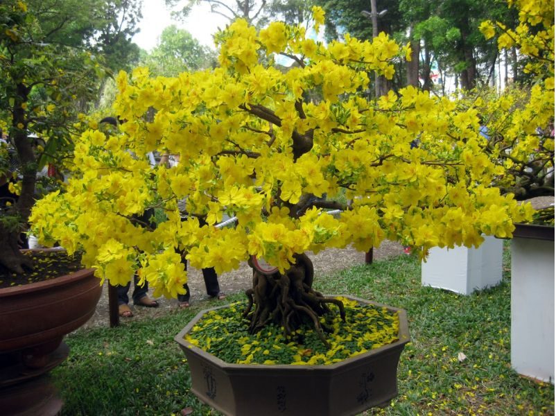 đất trồng mai bình định