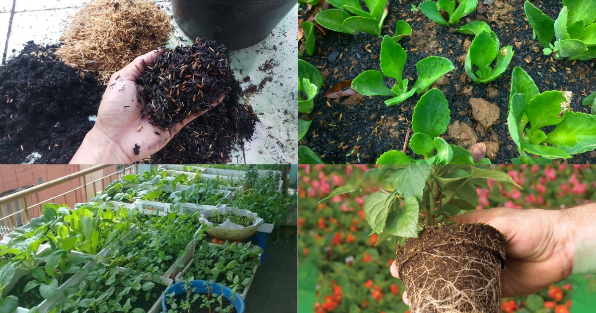 Ứng dụng của trấu hun 