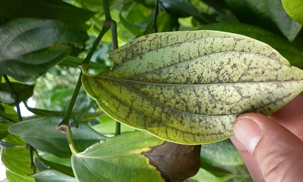 Lá tiêu bị đốm mờ hoặc khảm lá