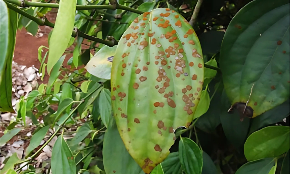 Bệnh virus trên cây tiêu