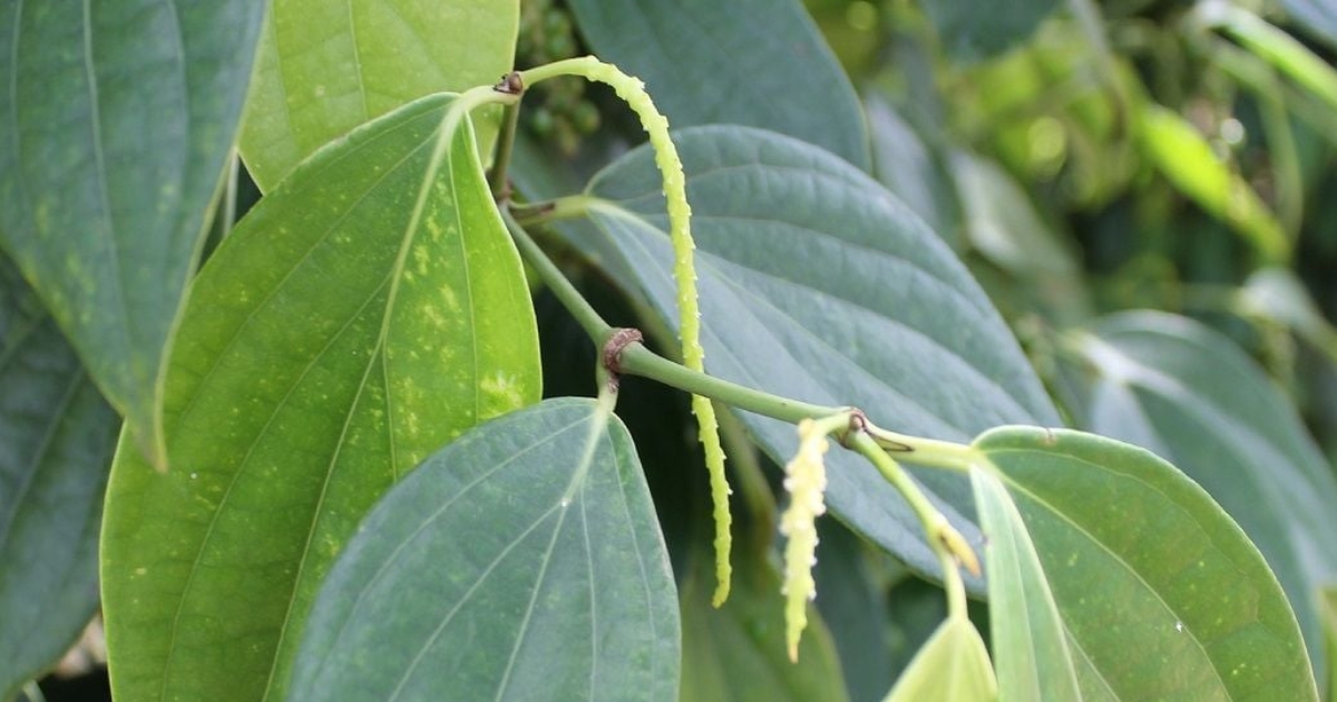 Cây tiêu ra mầm hoa