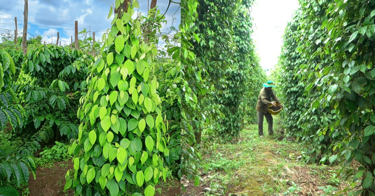Công thức bón phân cho cây tiêu đầu mùa mưa