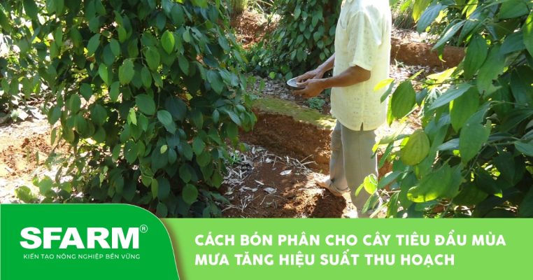 cach bon phan cho cay tieu dau mua mua tang hieu suat thu hoach thumb