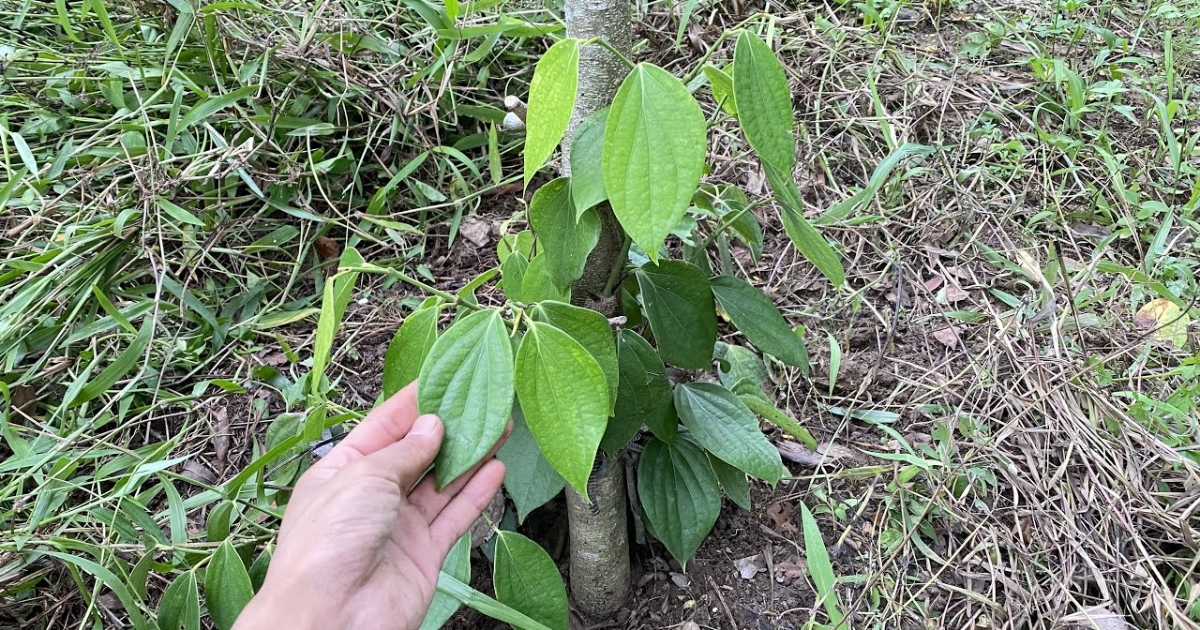 Cách đôn tiêu đúng kỹ thuật