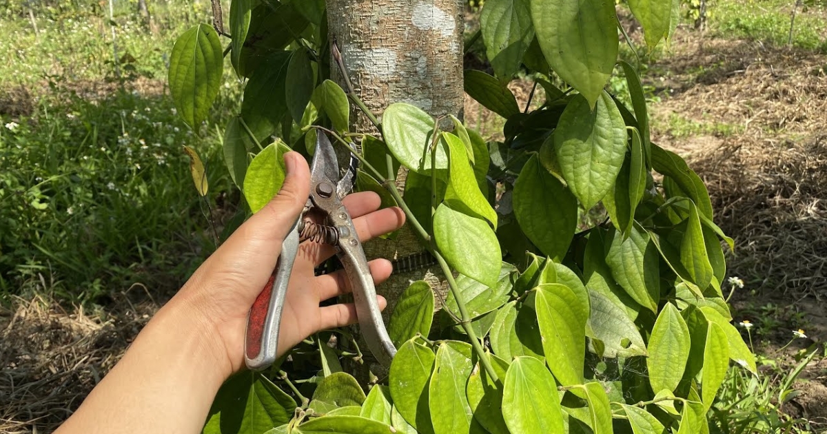 Cắt tỉa, tạo hình sau đôn tiêu