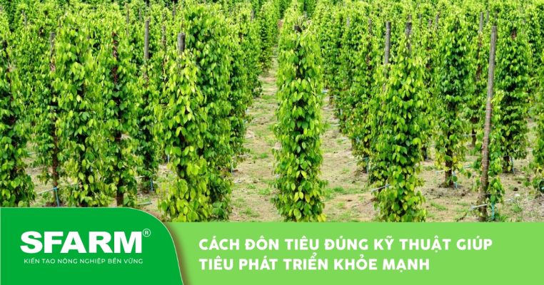 cach don tieu dung ky thuat thumb