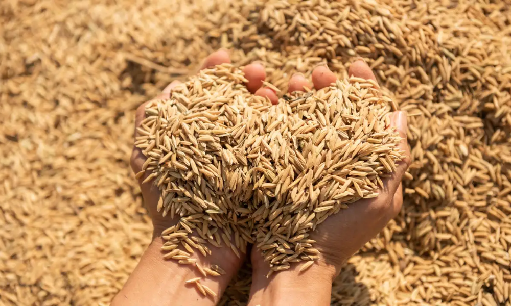 Than trấu hoạt tính được tạo ra khi vỏ trấu được đốt