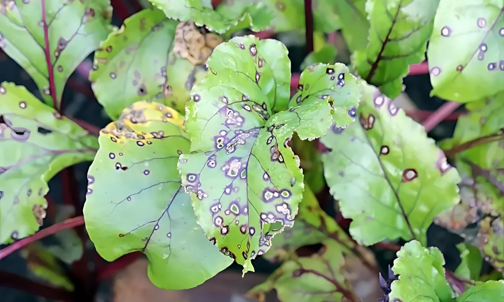 Bệnh đốm lá ở củ dền