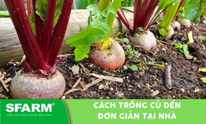 Cách trồng củ dền tươi giàu dinh dưỡng