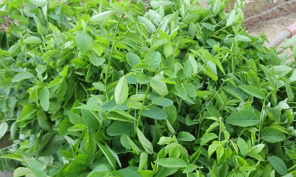 Đặc điểm cây rau ngót