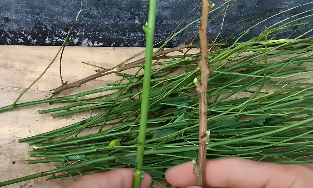 Xử lý cành trước khi giâm