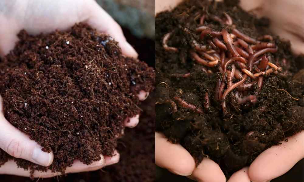 Bón phân hữu cơ hoặc phân trùn quế cho cây rau ngót non