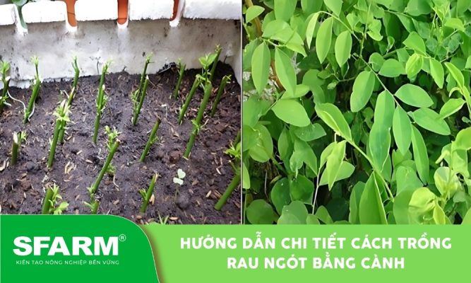 Cách trồng rau ngót bằng cành cho cây nhanh bén rễ