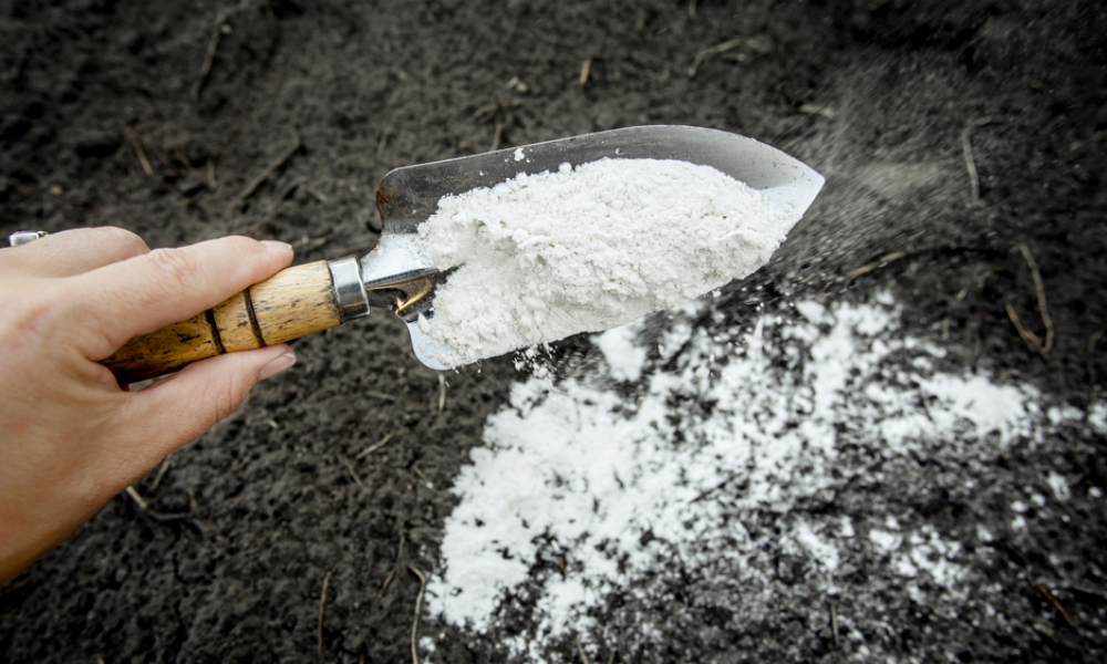 Bón vôi cải thiện độ pH cho đất